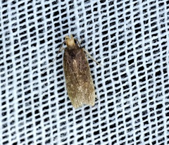 Pexicopia melitolicna