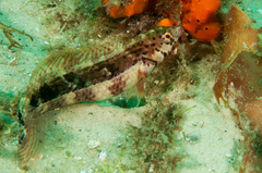 Eupetrichthys angustipes