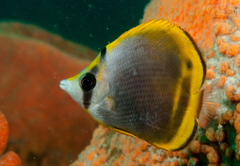Chaetodon flavirostris