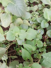 Microtoena patchoulii