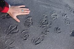 Hymenolaimus malacorhynchos