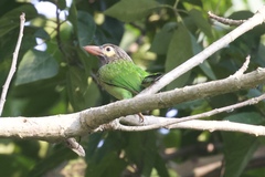 Psilopogon zeylanicus