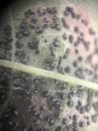 Mamianiella coryli, 2025-08-12