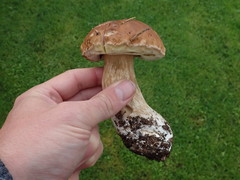 Boletus edulis