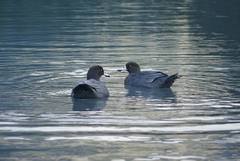 Hymenolaimus malacorhynchos