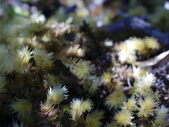 Pulchrinodus inflatus