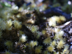 Pulchrinodus inflatus