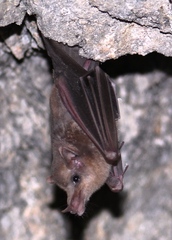 Platalina genovensium