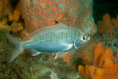 Gerres subfasciatus