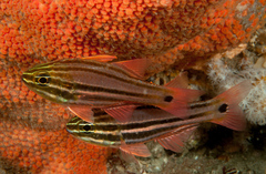 Ostorhinchus limenus