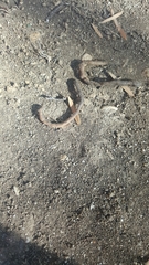 Aporrectodea caliginosa