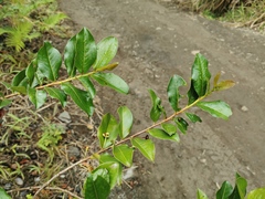 Aphloia theiformis