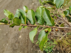Aphloia theiformis