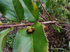 Aphloia theiformis