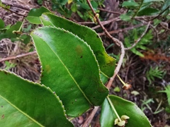 Aphloia theiformis