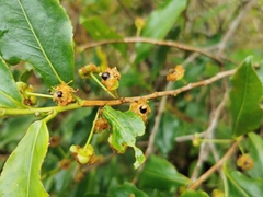 Aphloia theiformis
