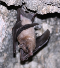 Platalina genovensium