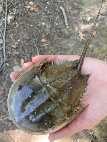 Horseshoe Crab