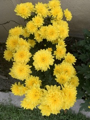 Chrysanthemum