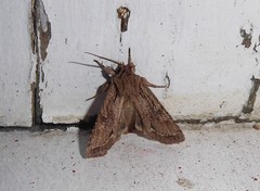 Ichneutica averilla