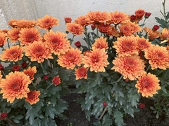 Chrysanthemum