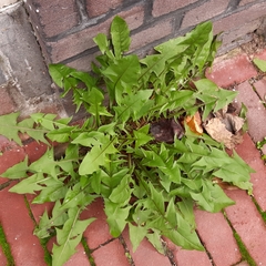 Taraxacum officinale