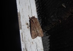 Ichneutica averilla