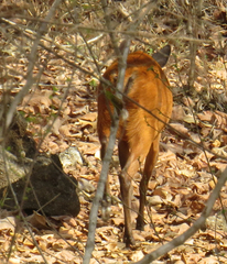 Cephalophorus harveyi