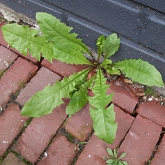 Taraxacum officinale