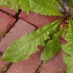 Taraxacum officinale