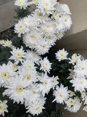 Chrysanthemum