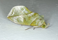 Eudocima hypermnestra