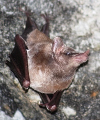 Platalina genovensium