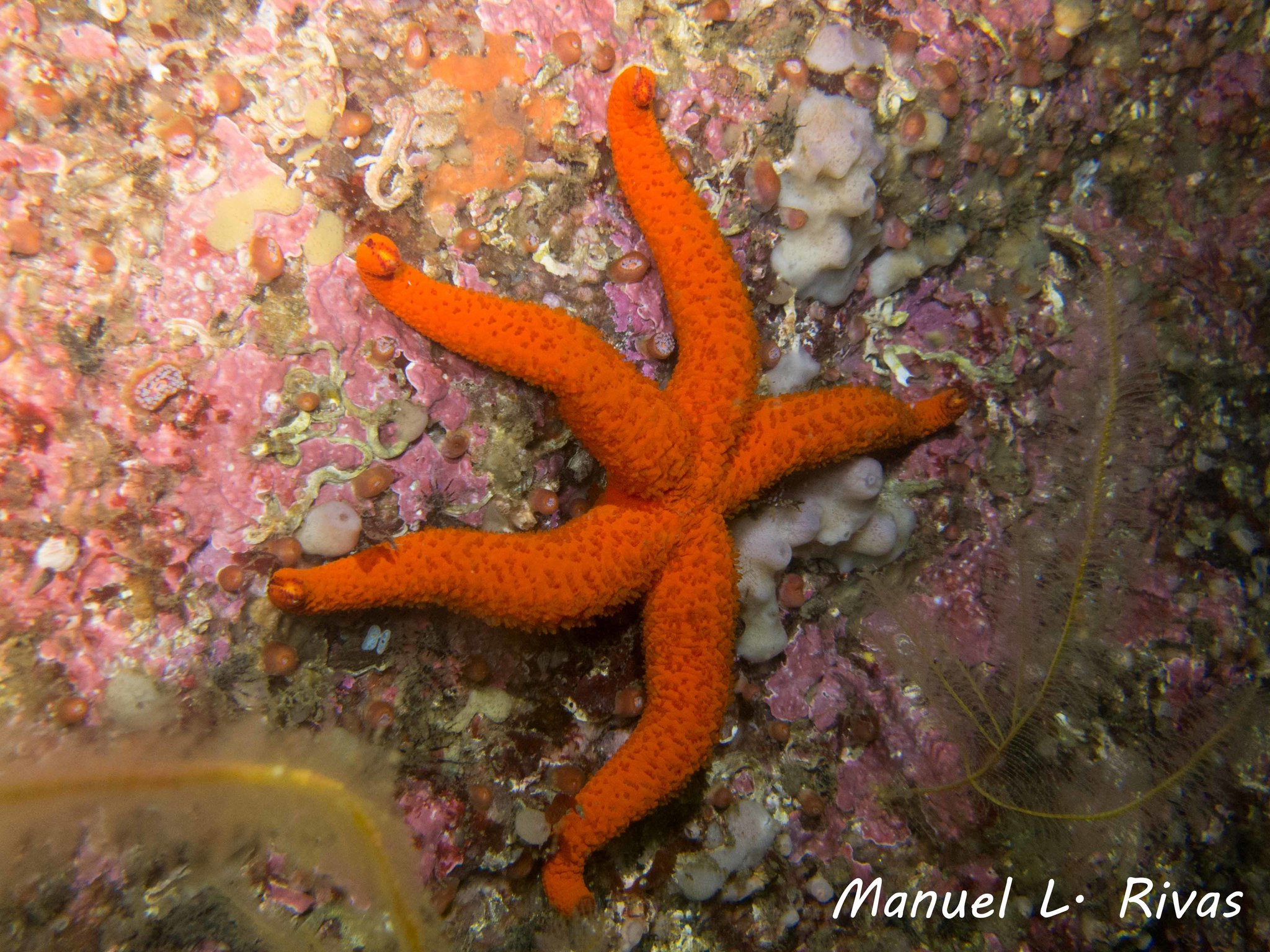 Mediterranean Red Sea Star (Echinaster sepositus) · iNaturalist Guatemala