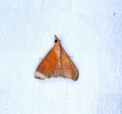 Hemiscopis sanguinea