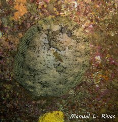 Zeugopterus punctatus