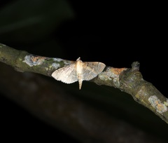 Herpetogramma rudis
