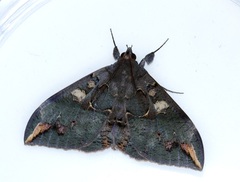 Ischyja ferrifracta