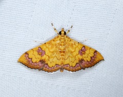 Isocentris filalis