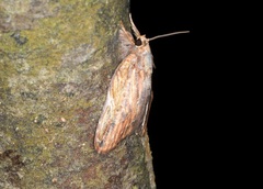 Lamprothripa scotia