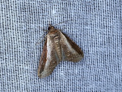 Lophoptera squammigera