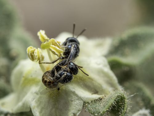 Perdita munita