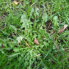 Taraxacum officinale