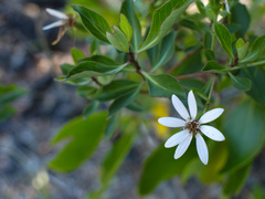 Brachyglottis kirkii