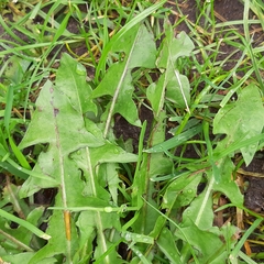 Taraxacum officinale