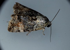 Blenina quinaria