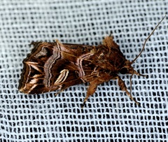 Callopistria exotica