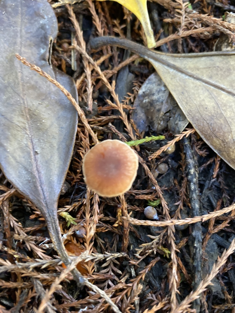 Tubaria furfuracea · August 2025 · photo: © jack12347 (iNaturalist, cc0)