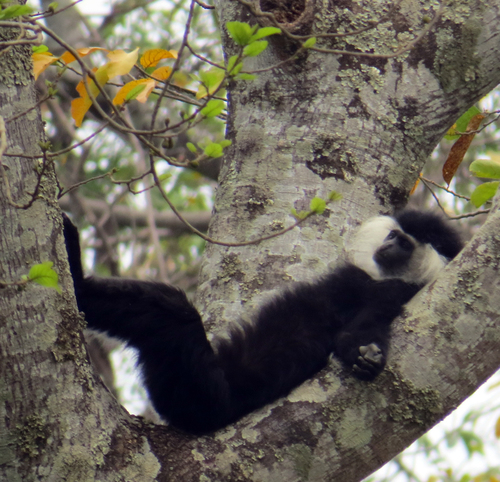 Angola Colobus