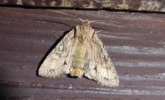 Ichneutica averilla